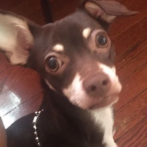 Meet your Posher, Shawnia